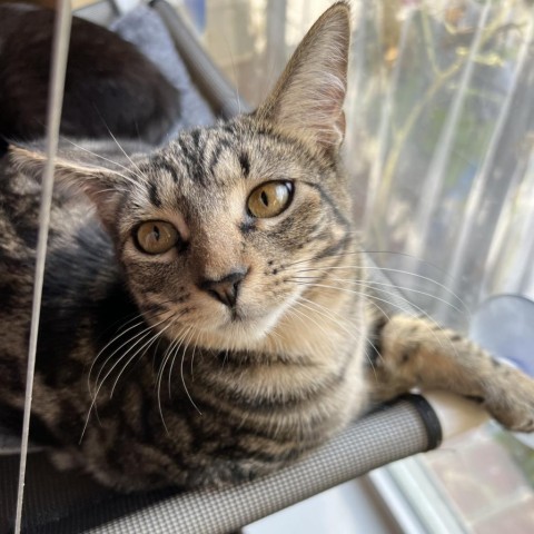 Kimchi, an adoptable Domestic Short Hair in Fredericksburg, TX, 78624 | Photo Image 1