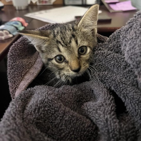 Kimchi, an adoptable Domestic Short Hair in Fredericksburg, TX, 78624 | Photo Image 2