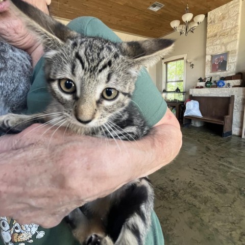 Kimchi, an adoptable Domestic Short Hair in Fredericksburg, TX, 78624 | Photo Image 6