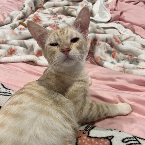 Siracha, an adoptable Domestic Short Hair in Fredericksburg, TX, 78624 | Photo Image 4