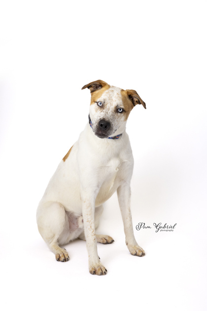 Vidor *In foster* (Sponsored), an adoptable Terrier, Mixed Breed in Rhinelander, WI, 54501 | Photo Image 2