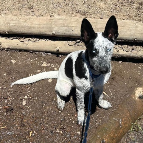 Archie, an adoptable Australian Cattle Dog / Blue Heeler, Mixed Breed in Bend, OR, 97702 | Photo Image 1