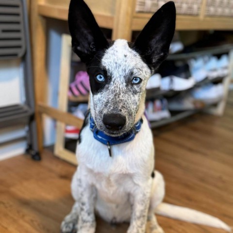 Archie, an adoptable Australian Cattle Dog / Blue Heeler, Mixed Breed in Bend, OR, 97702 | Photo Image 3
