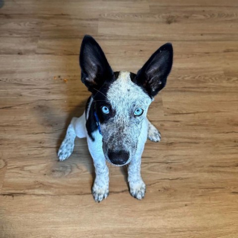 Archie, an adoptable Australian Cattle Dog / Blue Heeler, Mixed Breed in Bend, OR, 97702 | Photo Image 4