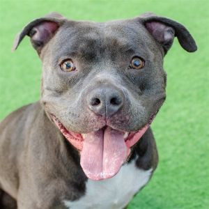 So nice to meet you my name is Lexi Im a 2 year old 61lbs spayed female Pitbull Im an