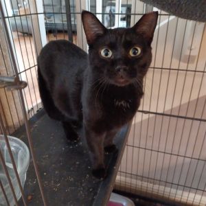 LOYAL LAP CAT CHEST CAT DOB 70122 Dobby is a brave and loyal kitty to both pe