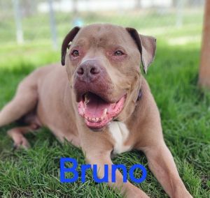 Bruno Mixed Breed Dog
