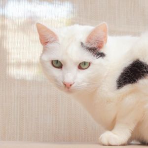 Sally Mae is a beautiful and independent feline searching for a peaceful home S