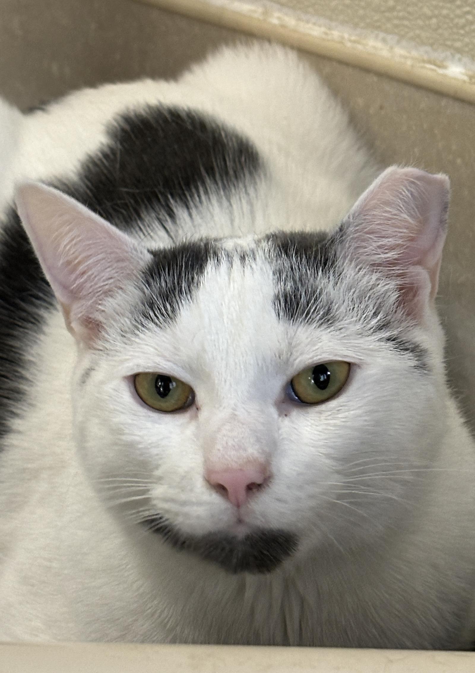 Petfinder Quiz 57 - oddn48f