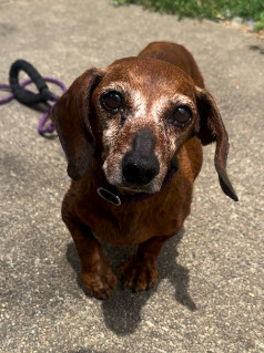 Dory is a senior lady she is still doing well but would like a loving home to spend her golden
