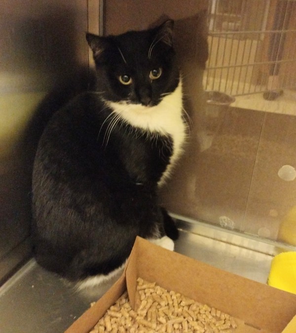 Two Socks 41384, an adoptable Domestic Short Hair in Pocatello, ID, 83205 | Photo Image 1