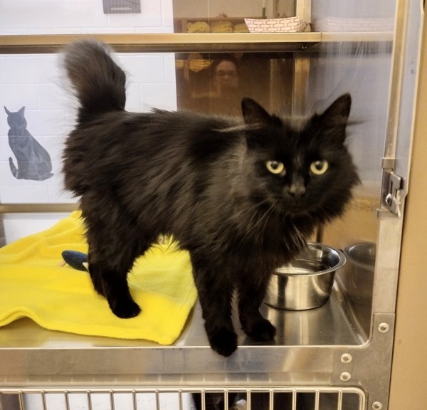 Madre Uno 41293, an adoptable Domestic Medium Hair in Pocatello, ID, 83205 | Photo Image 2