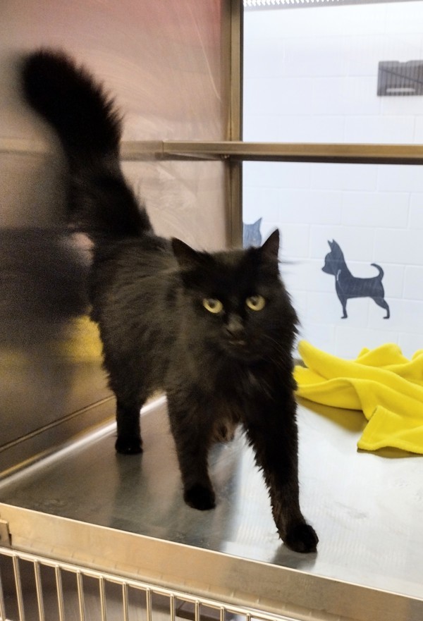 Madre Uno 41293, an adoptable Domestic Medium Hair in Pocatello, ID, 83205 | Photo Image 3