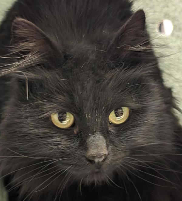 Madre Uno 41293, an adoptable Domestic Medium Hair in Pocatello, ID, 83205 | Photo Image 4