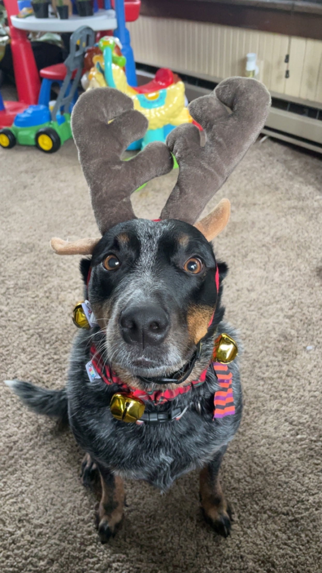 Vixen, an adoptable Australian Cattle Dog / Blue Heeler in Coralville, IA, 52241 | Photo Image 1