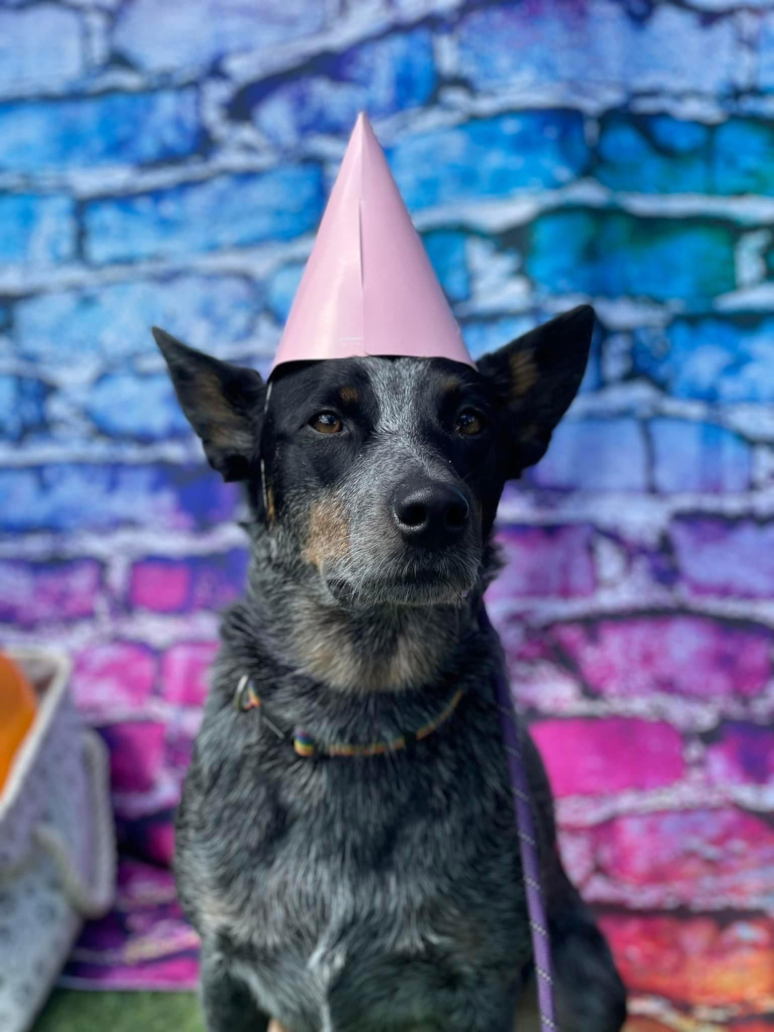Vixen, an adoptable Australian Cattle Dog / Blue Heeler in Coralville, IA, 52241 | Photo Image 2