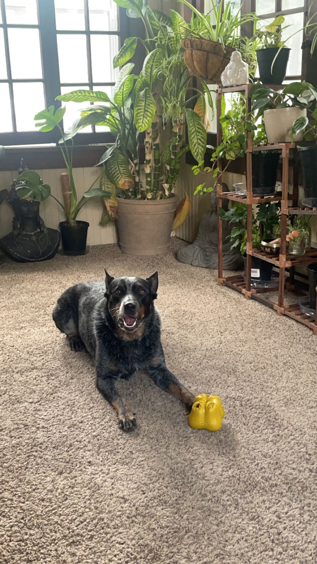 Vixen, an adoptable Australian Cattle Dog / Blue Heeler in Coralville, IA, 52241 | Photo Image 3