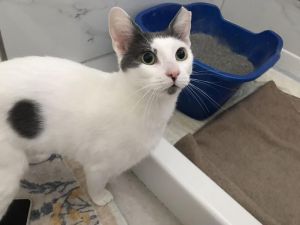 Maruko is very affectionate and social She needs a little time to warm up to a 