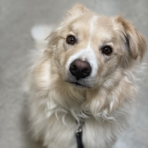 Yeager, an adoptable Great Pyrenees, Border Collie in Cody, WY, 82414 | Photo Image 2