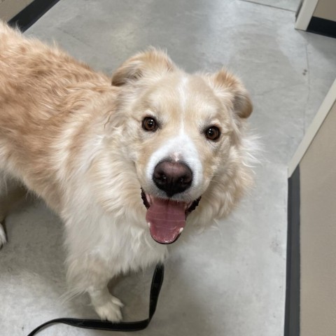 Yeager, an adoptable Great Pyrenees, Border Collie in Cody, WY, 82414 | Photo Image 4