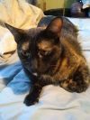MAKI - Offered by Owner - Tortie Girl photo 1