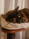 MAKI - Offered by Owner - Tortie Girl photo 2