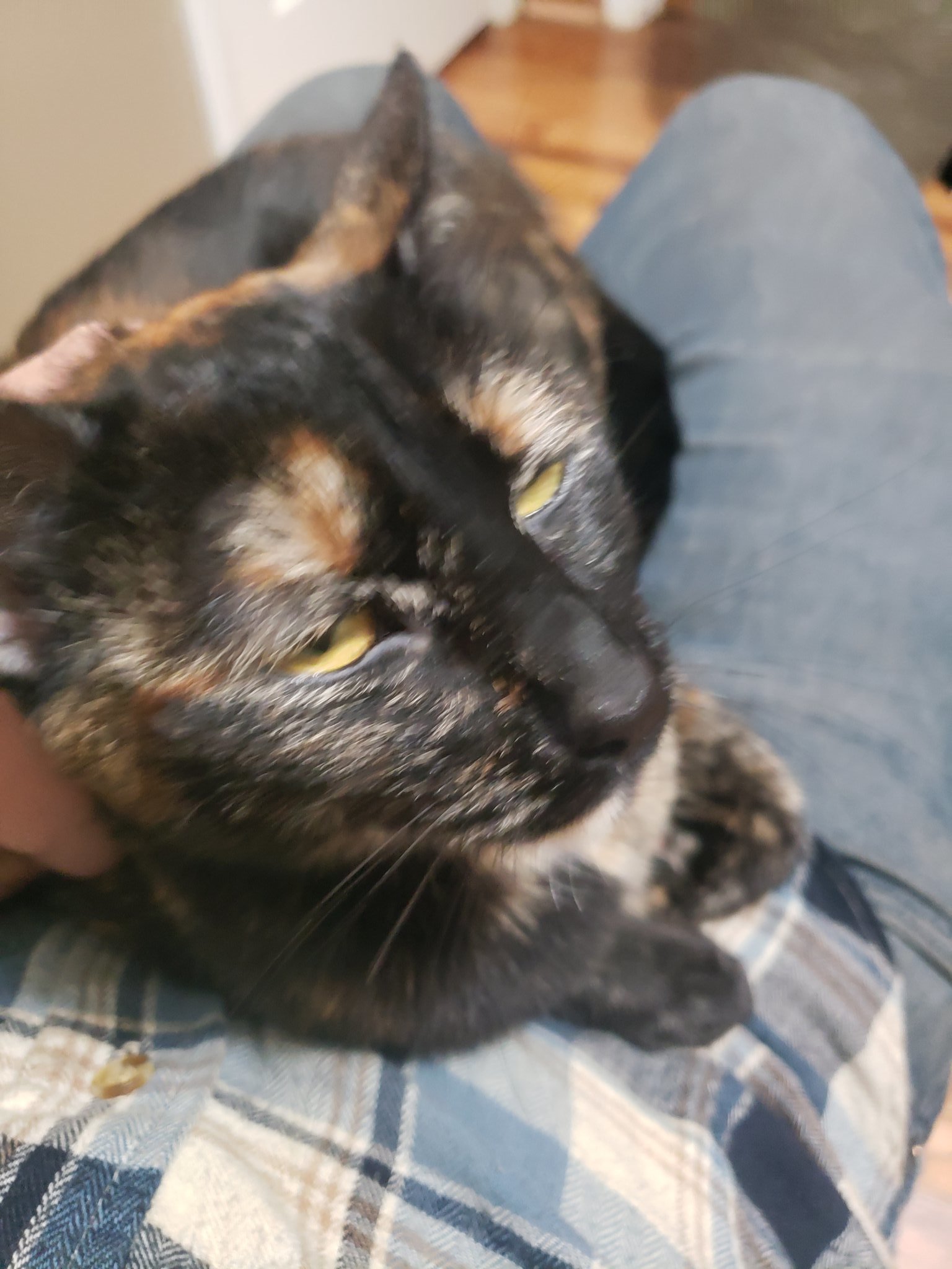 MAKI - Offered by Owner - Tortie Girl, an adoptable Tortoiseshell, Domestic Short Hair in Hillsboro, OR, 97123 | Photo Image 3