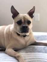 Pugsley, an adoptable Pug, Chihuahua in Bend, OR, 97701 | Photo Image 3