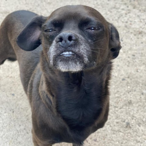 Toby, an adoptable Chihuahua, Pug in Grand Junction, CO, 81505 | Photo Image 1