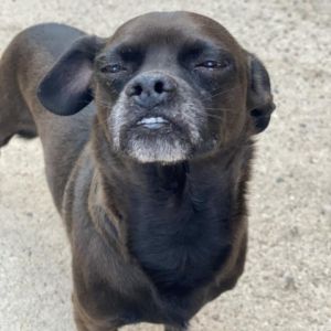 Toby, Senior Male Chihuahua