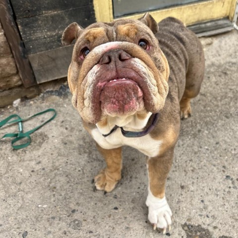 Cinnabon, an adoptable English Bulldog in Grand Junction, CO, 81505 | Photo Image 1