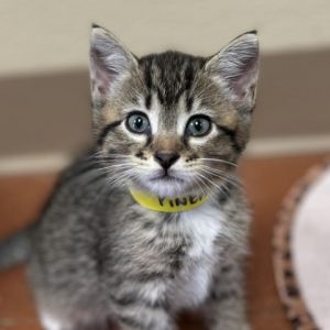 Hi My name is Pineapple and Im a 2 month old female Domestic shorthair who is eager for a new