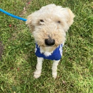 Hi My name is Cotton and Im at the Santa Barbara Campus Im a 2 year old male Poodle mix