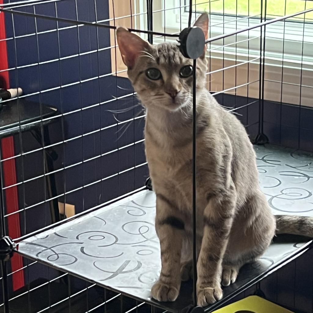 Gunnar, an adoptable Domestic Short Hair in Bismarck, ND, 58507 | Photo Image 4