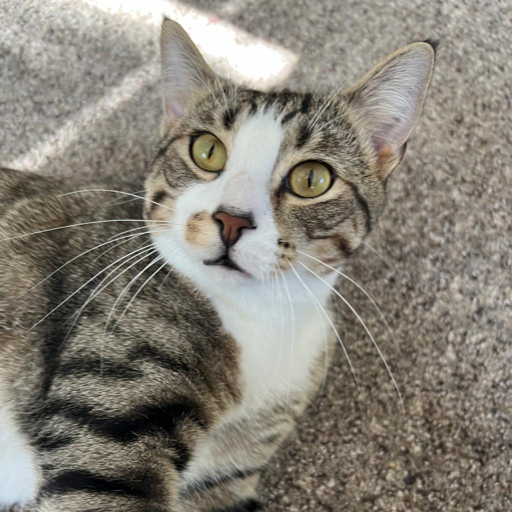 Hunter, an adoptable Domestic Short Hair in Bismarck, ND, 58507 | Photo Image 1