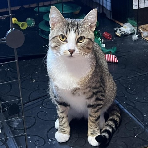 Hunter, an adoptable Domestic Short Hair in Bismarck, ND, 58507 | Photo Image 5