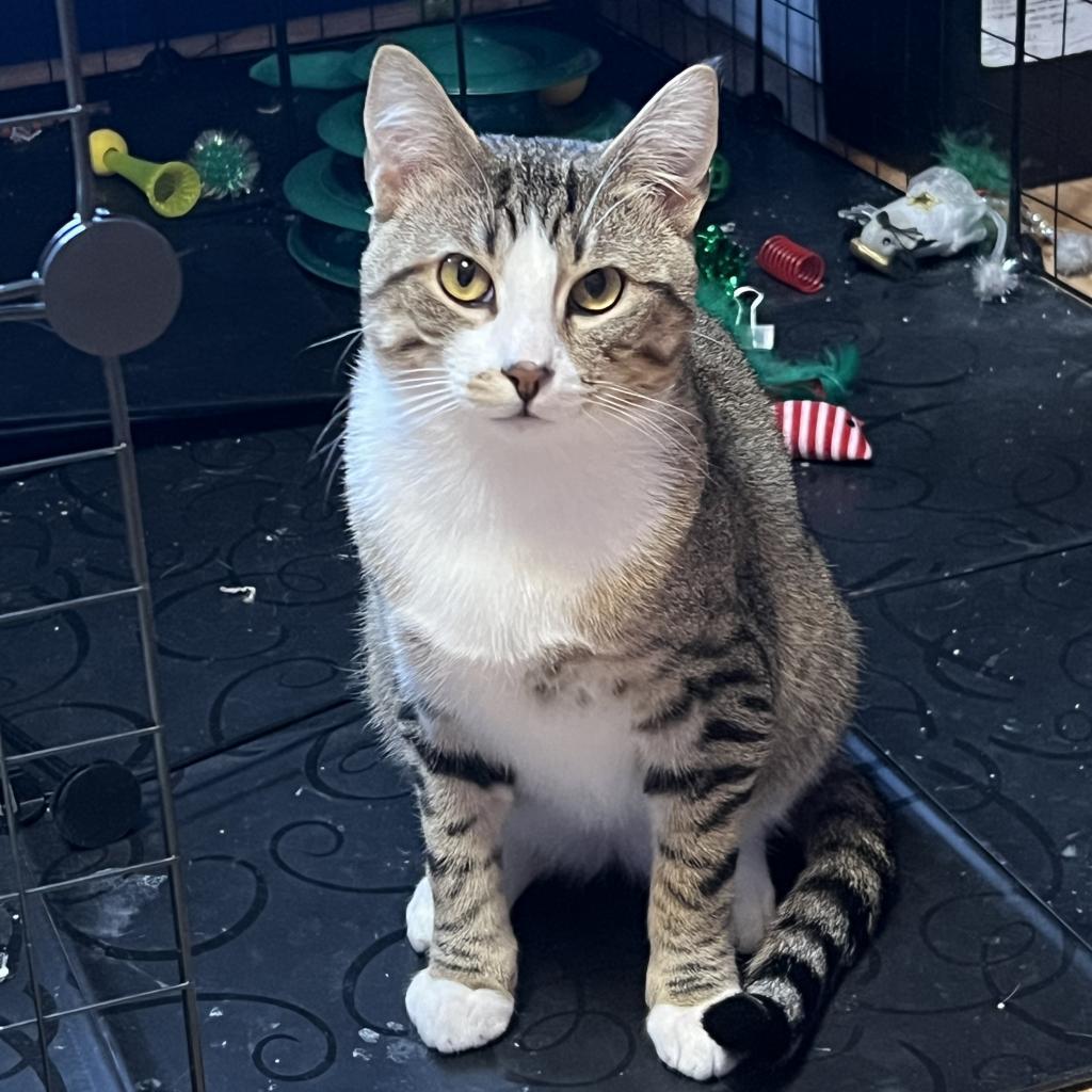 Hunter, an adoptable Domestic Short Hair in Bismarck, ND, 58507 | Photo Image 6