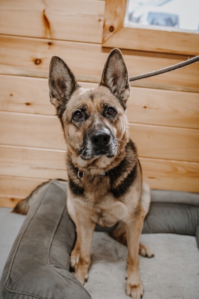 Oakley, an adoptable German Shepherd Dog in Glenfield, NY, 13343 | Photo Image 1