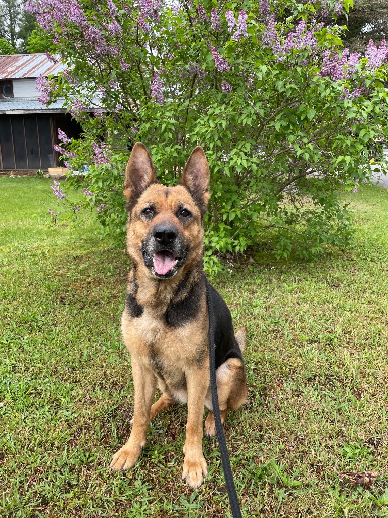 Oakley, an adoptable German Shepherd Dog in Glenfield, NY, 13343 | Photo Image 3
