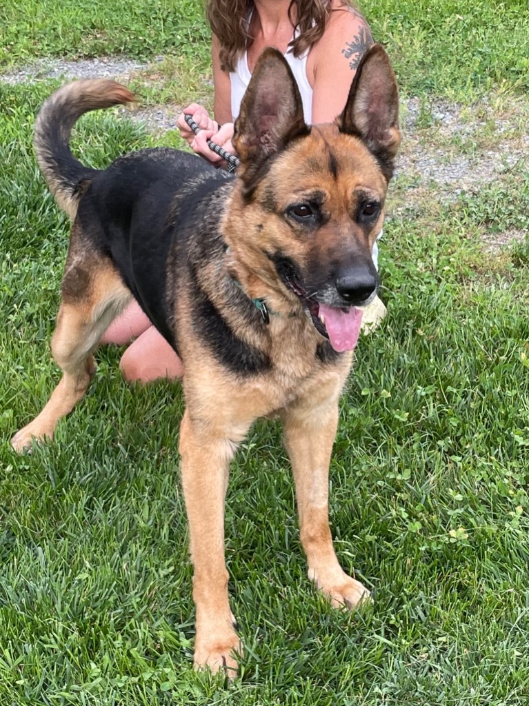 Oakley, an adoptable German Shepherd Dog in Glenfield, NY, 13343 | Photo Image 4