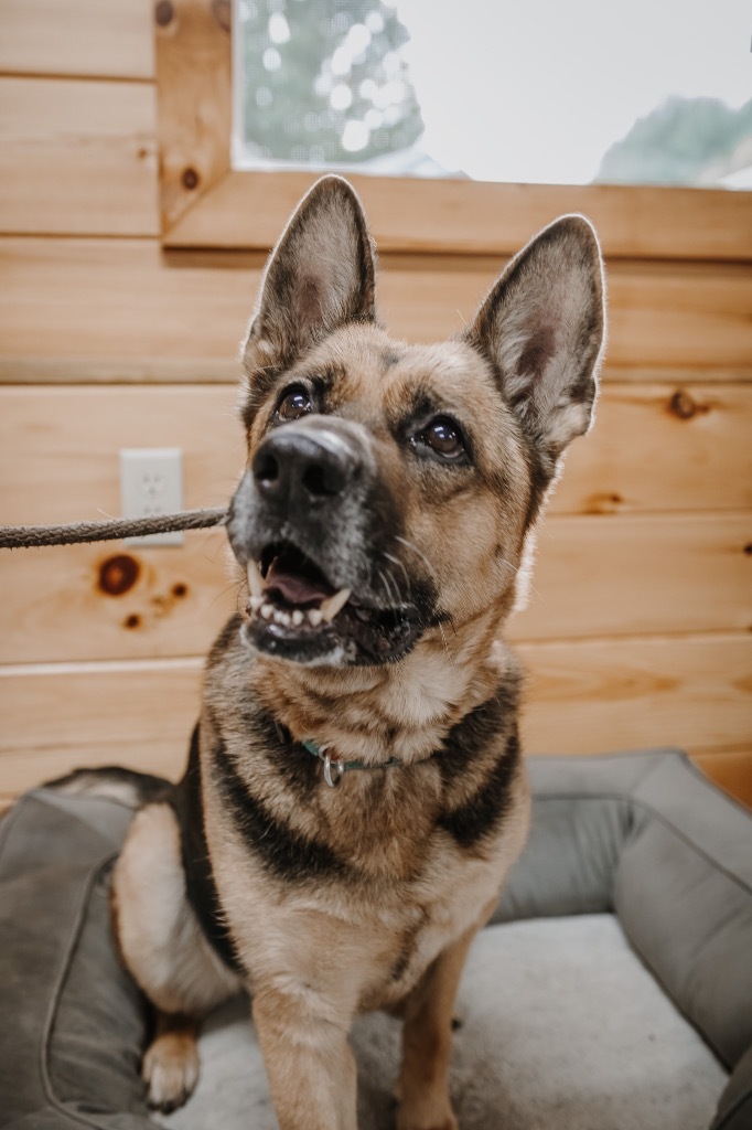 Oakley, an adoptable German Shepherd Dog in Glenfield, NY, 13343 | Photo Image 5