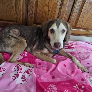 Clyde, Senior Male unknown