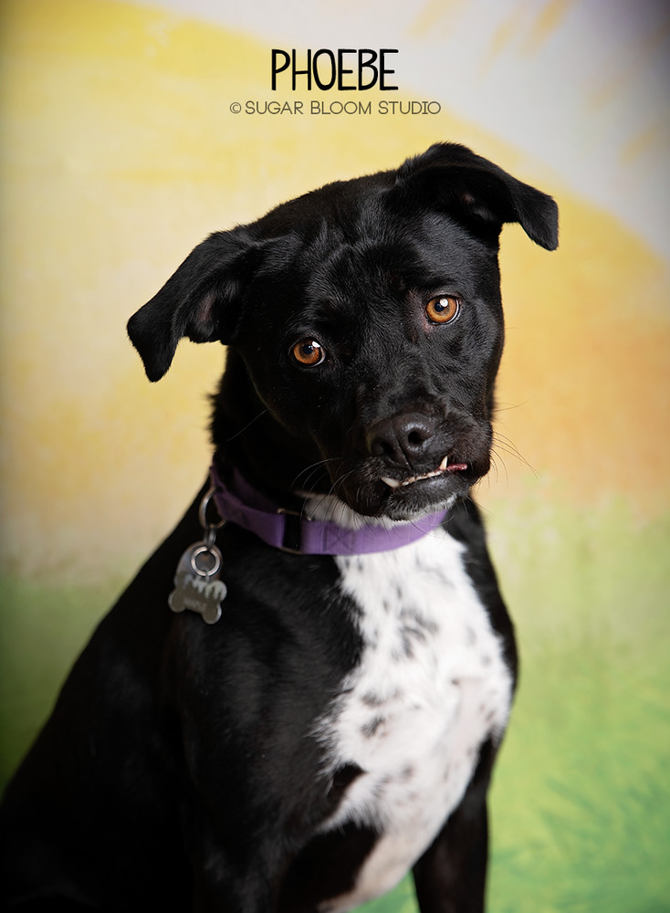 Phoebe, an adoptable Labrador Retriever in Littleton, CO, 80126 | Photo Image 1