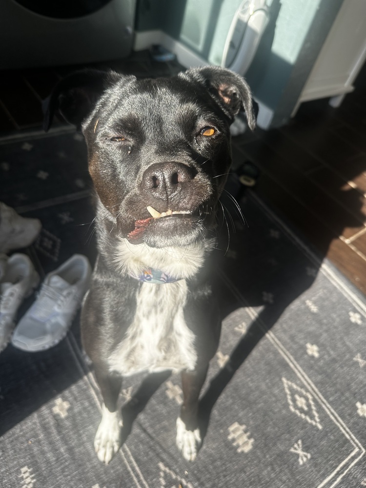 Phoebe, an adoptable Labrador Retriever in Littleton, CO, 80126 | Photo Image 2