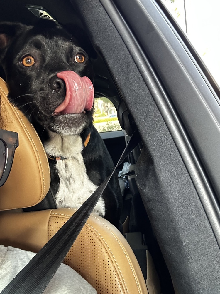 Phoebe, an adoptable Labrador Retriever in Littleton, CO, 80126 | Photo Image 3