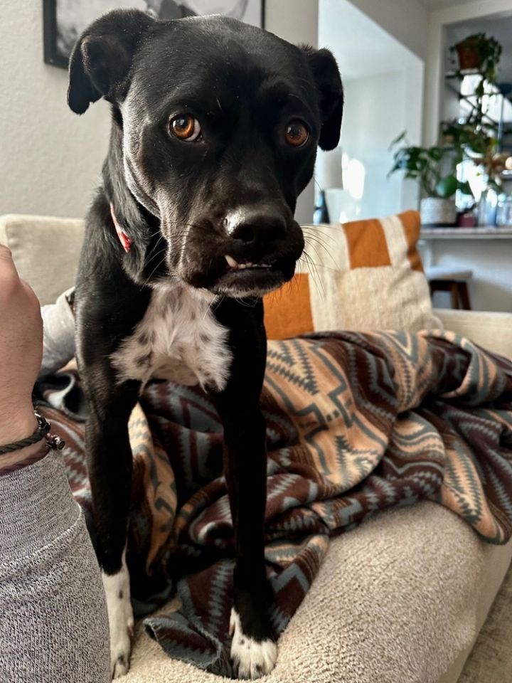 Phoebe 4