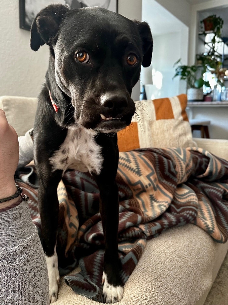 Phoebe, an adoptable Labrador Retriever in Littleton, CO, 80126 | Photo Image 4