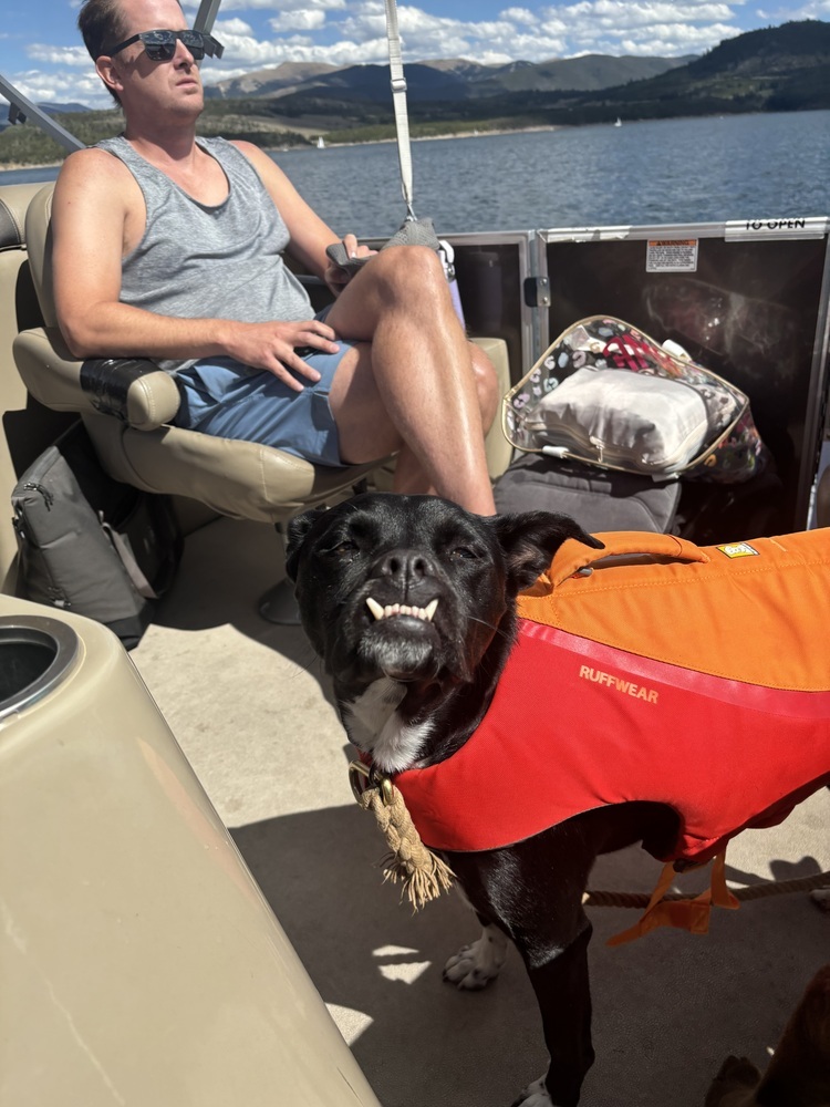 Phoebe, an adoptable Labrador Retriever in Littleton, CO, 80126 | Photo Image 4