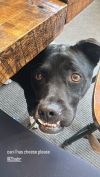 Phoebe photo 5