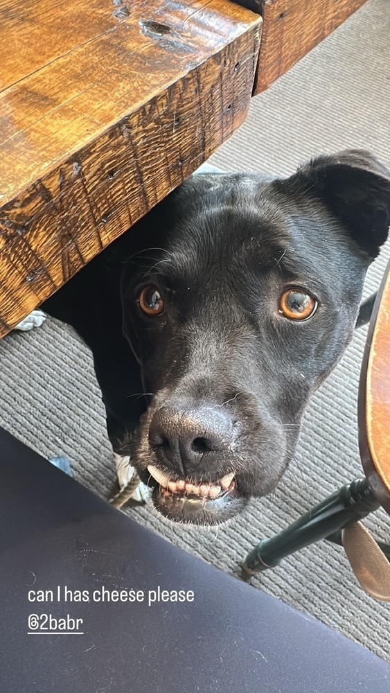 Phoebe, an adoptable Labrador Retriever in Littleton, CO, 80126 | Photo Image 5